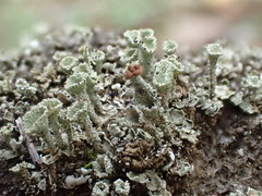 Cladonia kurokawae