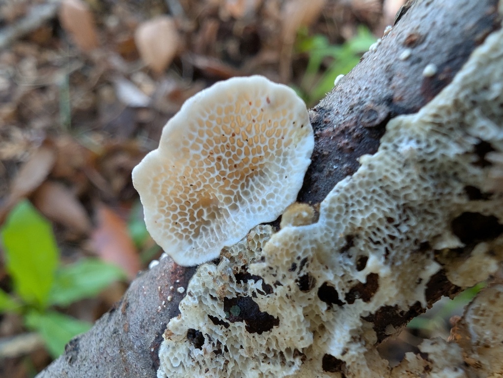 Trametes hirsuta · November 2025 · photo: © atsushi_nakajima_cirque (iNaturalist, cc-by)