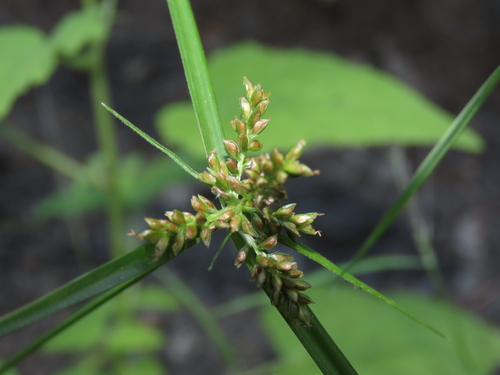 Pallid Flatsedge (Cyperus pallidicolor)