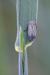 Handianus flavovarius