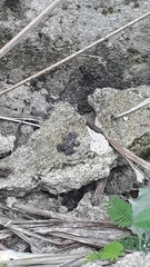 Thoropa miliaris