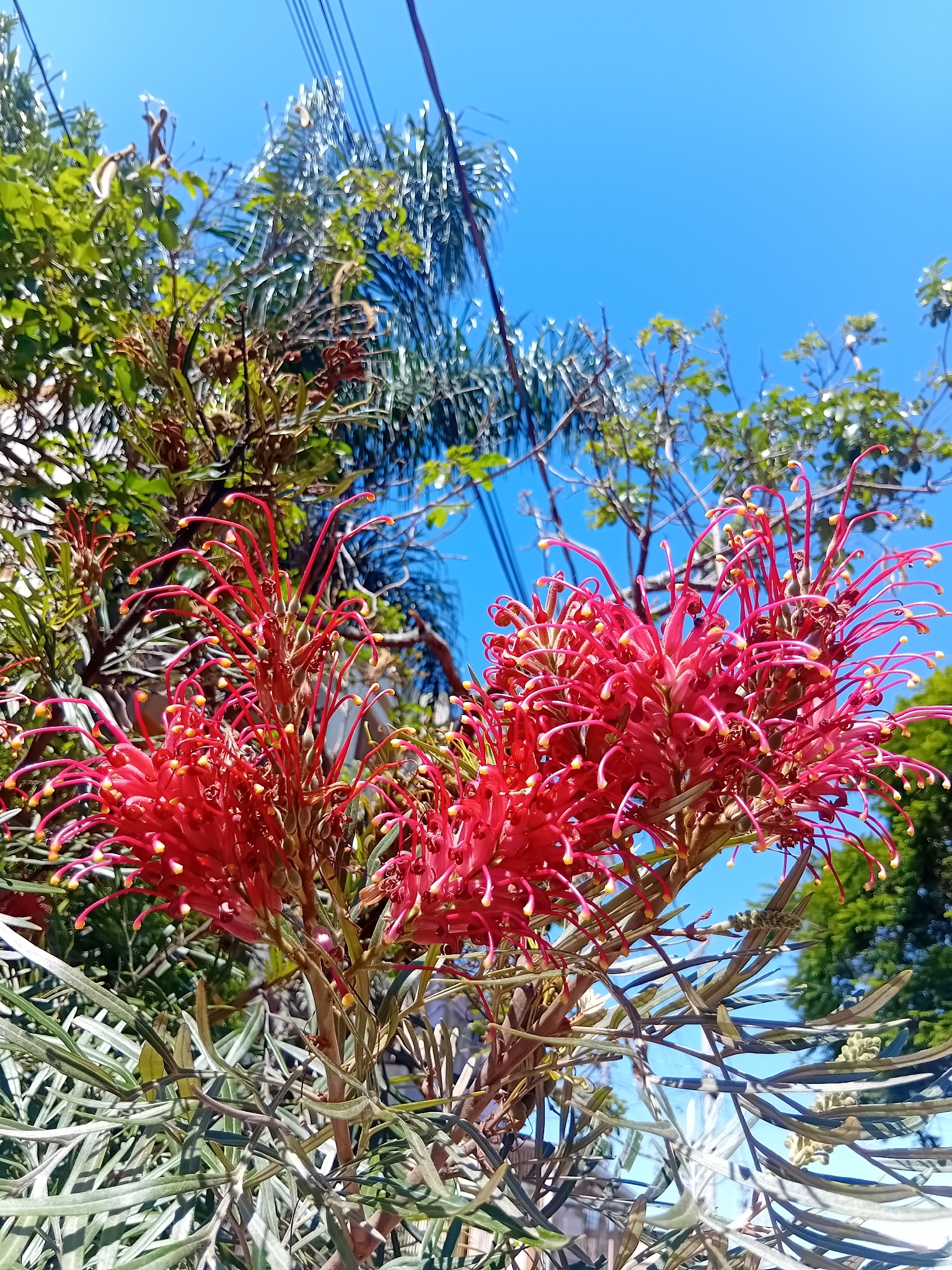 Grevillea banksii