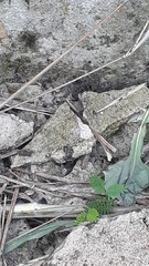 Thoropa miliaris