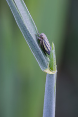 Handianus flavovarius