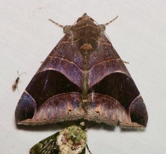 Bastilla flavipurpurea