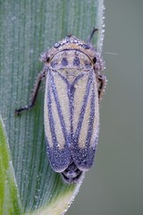 Handianus flavovarius