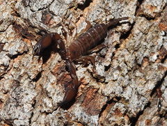 Liocheles
