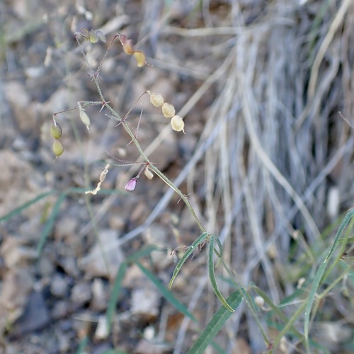 Rose's Ticktrefoil (Desmodium rosei)