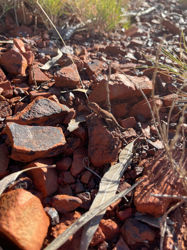 Hamersley pebble-mimic dragon, Tympanocryptis diabolicus