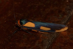 Monosyntaxis trimaculata