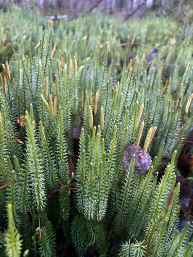 interrupted clubmoss