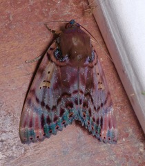 Arcte modesta