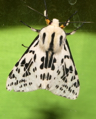 Spilarctia melanostigma