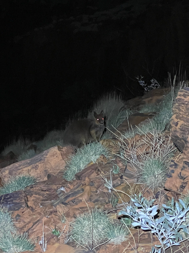 Rothschild's Rock Wallaby