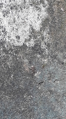 Thoropa miliaris