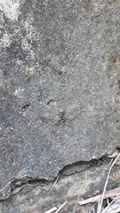 Thoropa miliaris
