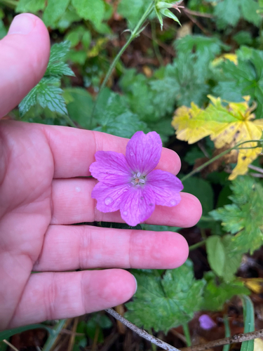 French Crane's-bill (Geranium endressii)
