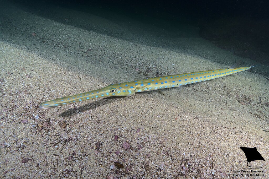 Bluespotted Cornetfish