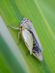 Handianus flavovarius