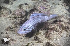 Goldblotch Grouper photo 3