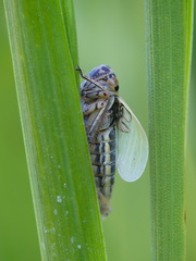 Handianus flavovarius
