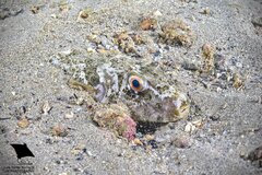Guinean Puffer photo 3