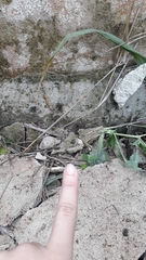 Thoropa miliaris