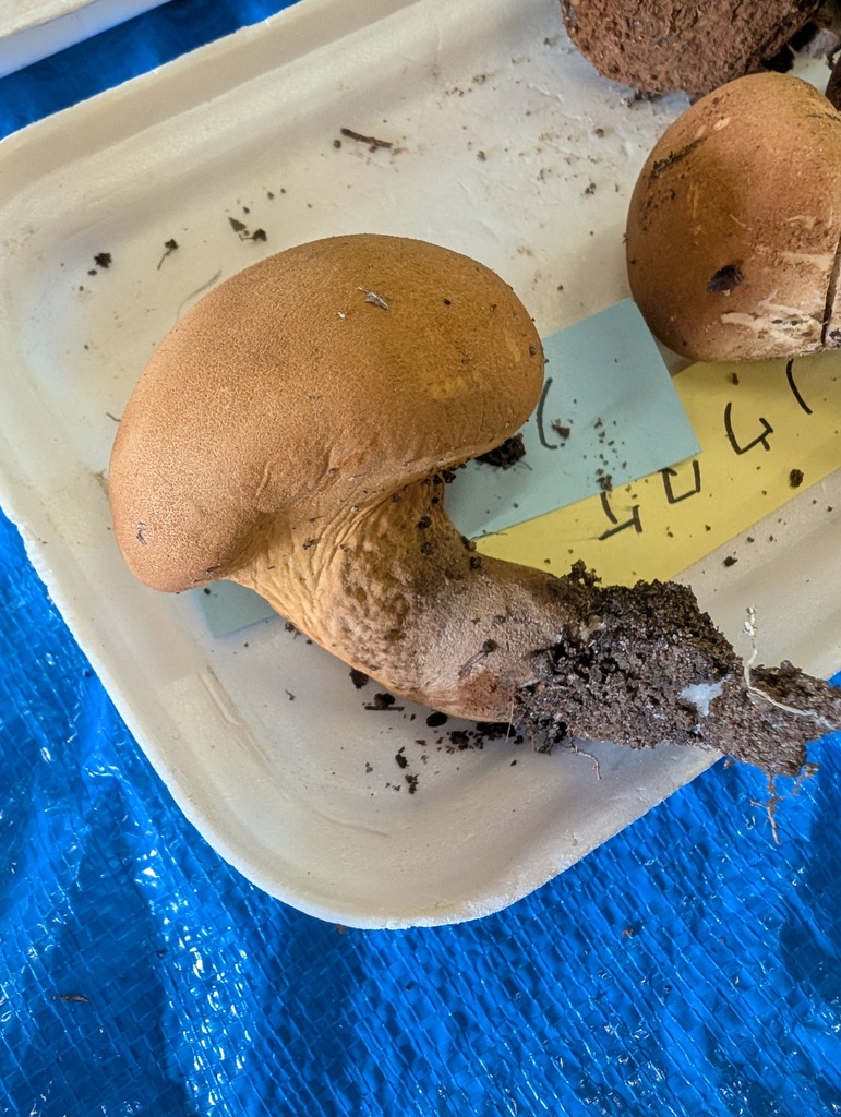 Calvatia craniiformis · November 2025 · photo: © atsushi_nakajima_cirque (iNaturalist, cc-by)
