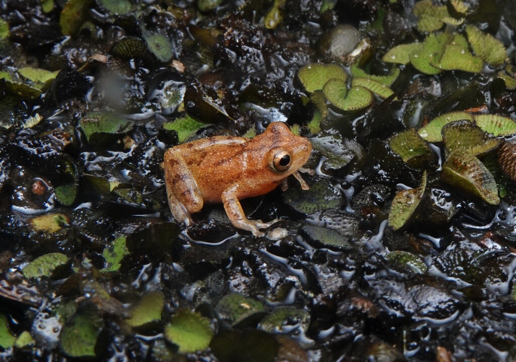 Hosteria La Selva Treefrog