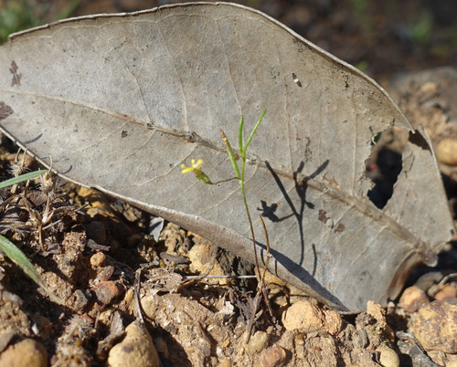 tiny goodenia (Goodenia micrantha)