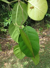 Vincetoxicum polyanthum