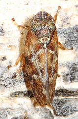 Aphrophora permutata