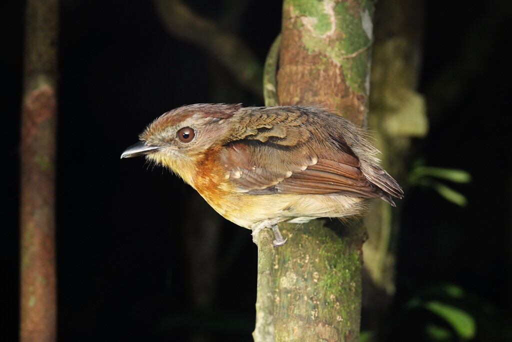 Ash-throated Gnateater photo