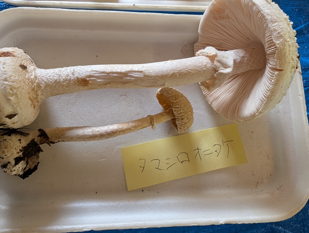 Amanita sphaerobulbosa · November 2025 · photo: © atsushi_nakajima_cirque (iNaturalist, cc-by)