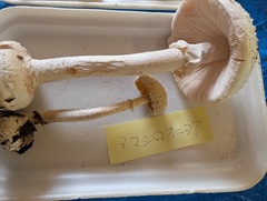 タマシロオニタケ