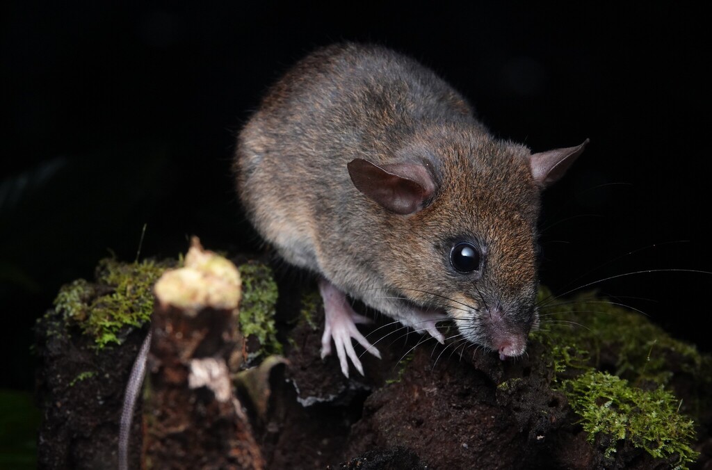 Western Amazonian Oryzomys