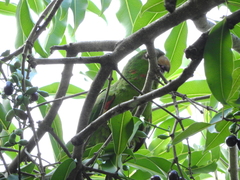 Psittacara leucophthalmus