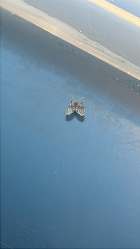 Unknown species found near Philadelphia County, US-PA, US