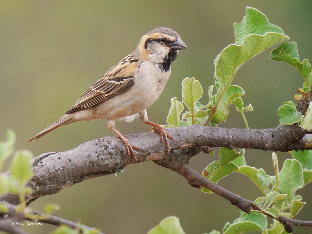 Shelley's Rufous-Sparrow