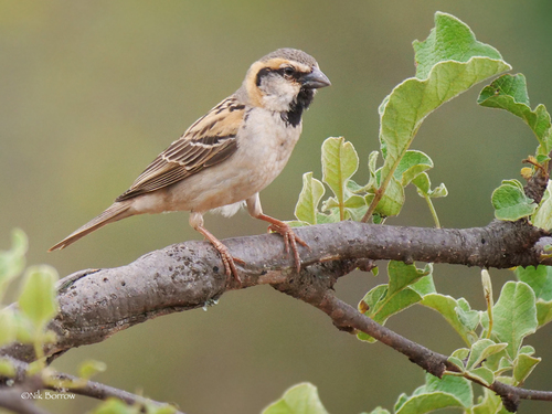Shelley's Rufous Sparrow