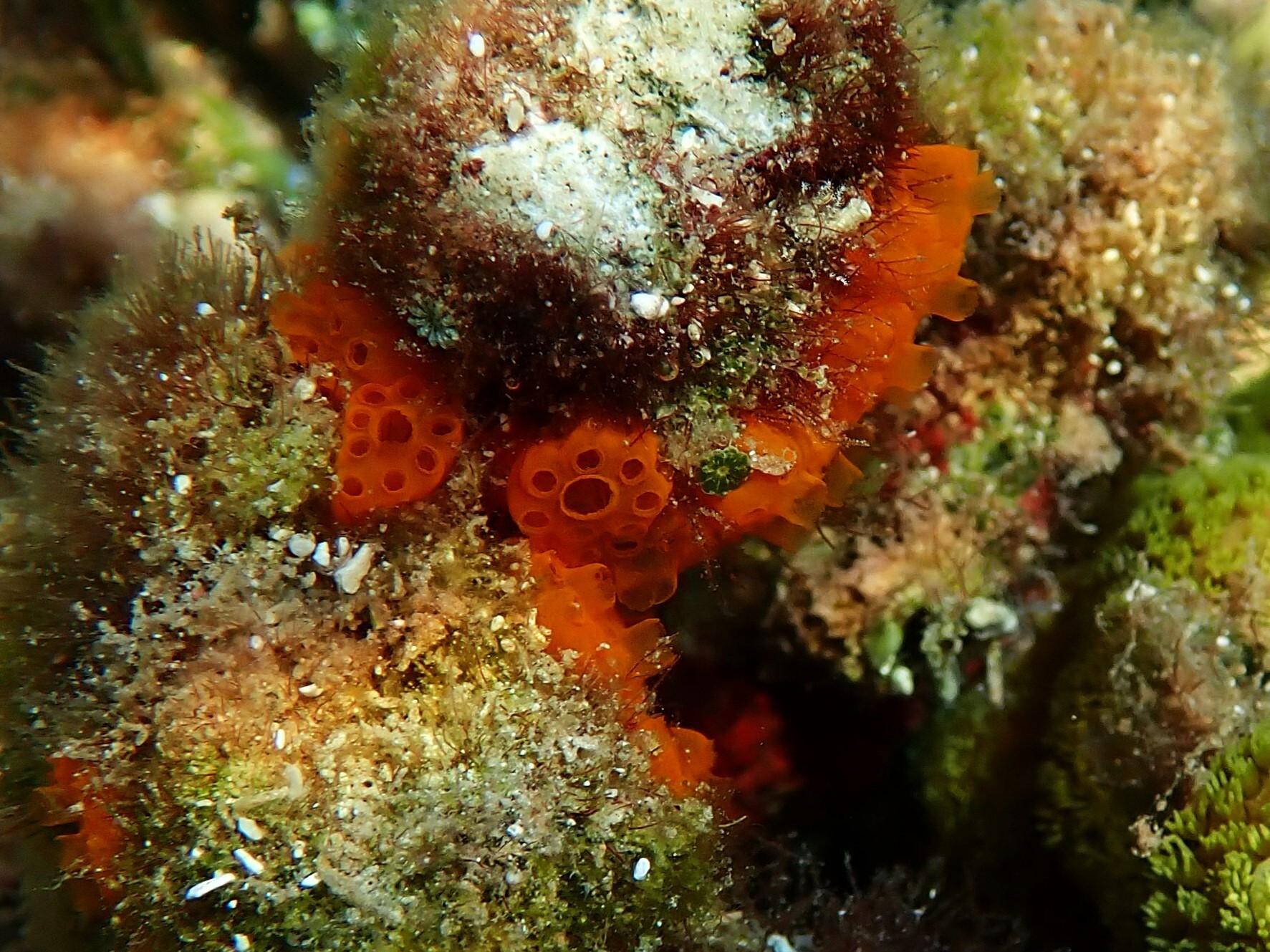 Distaplia corolla Monniot F., 1974