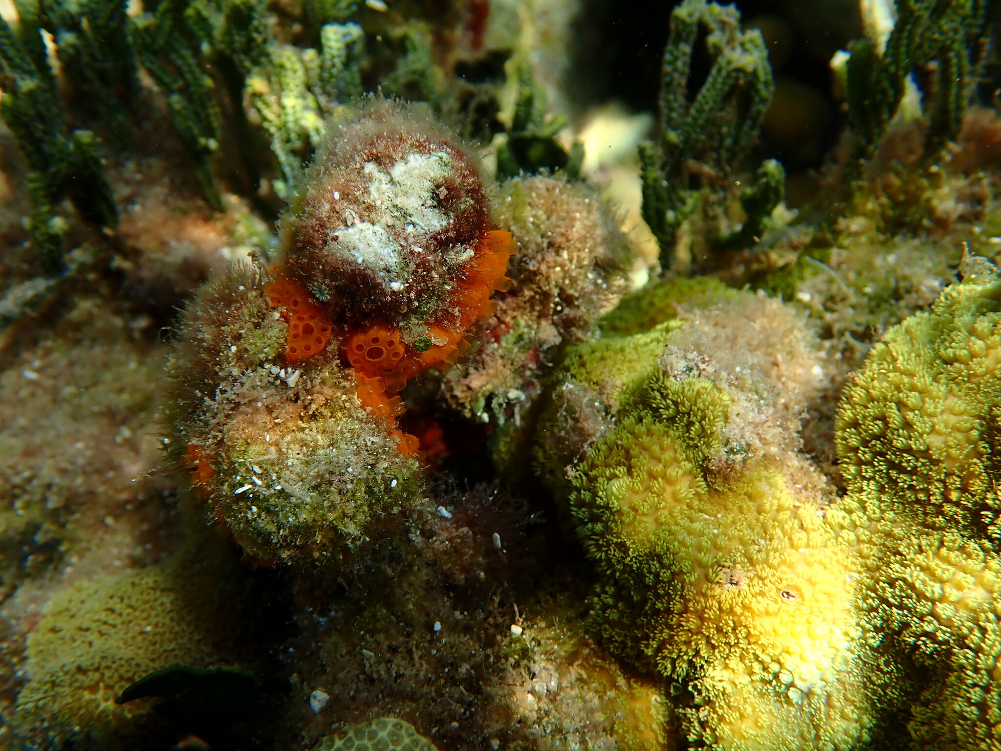 Distaplia corolla Monniot F., 1974