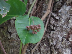 Vincetoxicum polyanthum
