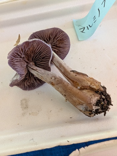 Cortinarius anomalus