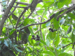 Psittacara leucophthalmus