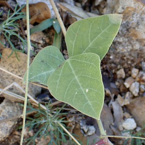 Santa Rita Mountain bean (Phaseolus ritensis)