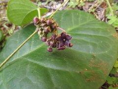 Vincetoxicum polyanthum