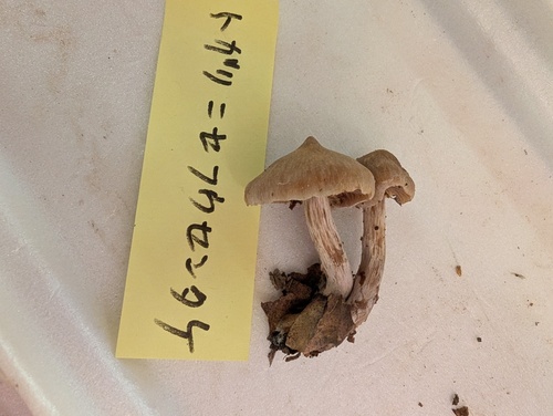 Cortinarius galeroides