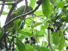 Psittacara leucophthalmus