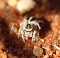 Salticidae